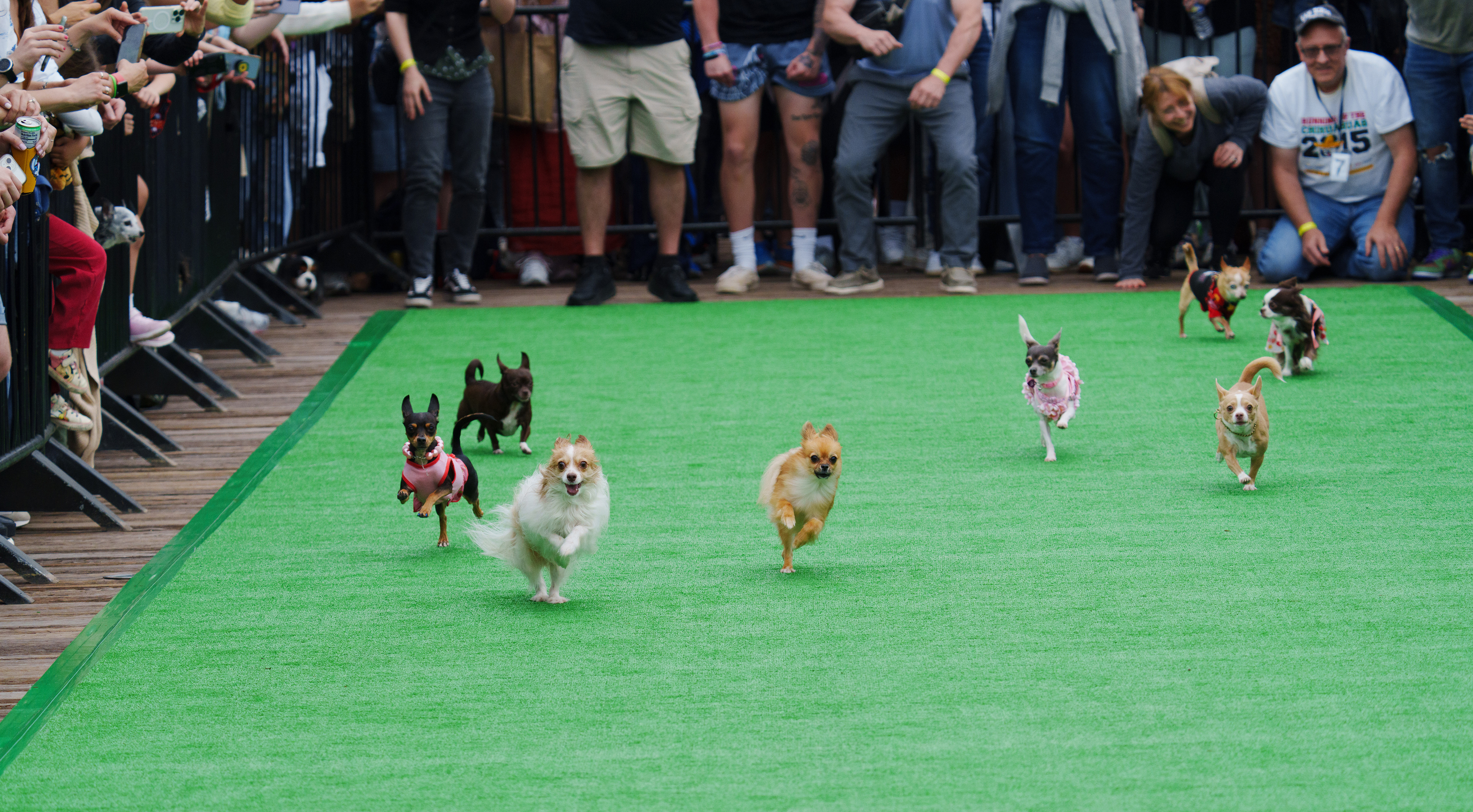 Running of the Chihuahuas 2024